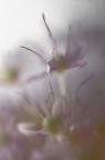 La Sensazione Del Fiore La Sensazione Del Fiore