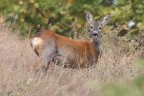 Capriolino con 600 F4