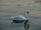 Cigno Cigno