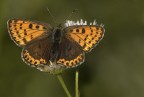 Lycaena tityrus fem.