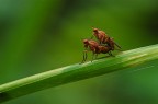 Stercorarie Stercorarie