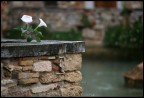 fiori bianchi fiori bianchi