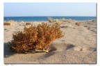 Deserto Deserto