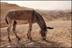 Pascolando nel deserto... Pascolando nel deserto...