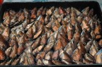Cozze Cozze