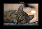 Felino Felino