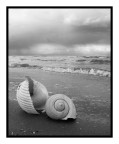...STORM BECOMES... ...STORM BECOMES...