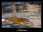 autunno autunno