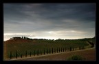 vigneti e cipressi toscani vigneti e cipressi toscani