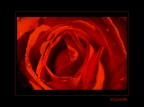 red passion... red passion...