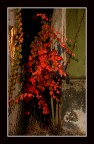 ovunque autunno ovunque autunno