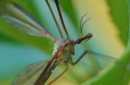 Zanzara Culex, particolare Zanzara Culex, particolare