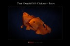 The Fabulous Carrot Fish The Fabulous Carrot Fish