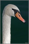Cigno Cigno