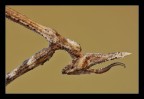 Empusa pennata Empusa pennata