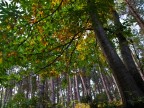autunno autunno