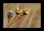 I tre tenori I tre tenori