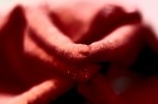 La Sensazione Del Fiore La Sensazione Del Fiore