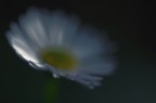 La Sensazione Del Fiore La Sensazione Del Fiore
