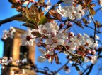 Primavera è... Primavera è...
