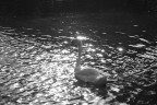 un cigno un cigno