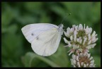 Pieris Brassicae - Cavolaia maggiore Pieris Brassicae - Cavolaia maggiore