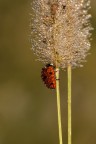 Goccinella Goccinella