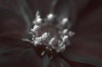 La Sensazione Del Fiore