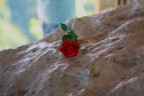 Con una rosa Con una rosa