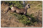 Camoscio al volo. Camoscio al volo.