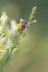 Sul fiore Sul fiore