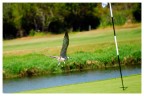 Birdie Birdie