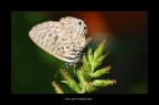 Delicatametne farfalla Delicatametne farfalla