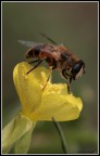 Eristalis thenax su fiore yellow