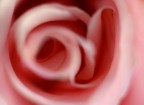 rosa rosa rosa rosa