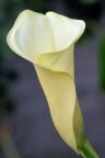 La Calla.. La Calla..