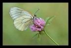 Aporia crataegi Aporia crataegi