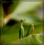 Suggerimenti e critiche sempre ben accetti. 
P.S. questo scatto non mi convince sono stata indecisa fino all'ultimo :-) boh