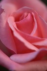 Giocando con i fiori Giocando con i fiori