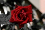 Quando fiorivano le rose Quando fiorivano le rose