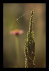Nature communication Nature communication