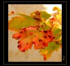 Autunno Autunno