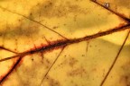 Ssstralcio...di foglia autunnale...[Tiglio]