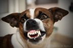 Attenti al Cane Attenti al Cane