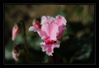 ciclamino francese ciclamino francese