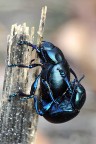 Coleotteri Coleotteri