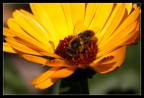 Apetta su girasole Apetta su girasole