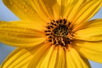 Topinanbour..fiore di tubero commestibile Topinanbour..fiore di tubero commestibile