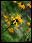 nel giallo nel giallo