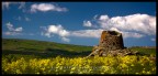 Sardegna in fiore Sardegna in fiore